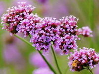 small pink flower spikes of Verbena officinalis