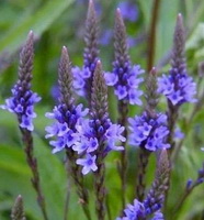 blue vervain flower spikes