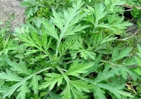 shrubs of Wormwood with small green leaves grow in field