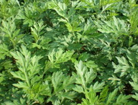 shrubs of Artemesia absinthium grow in field