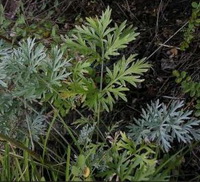 shrub of Artemesia absinthium with dark green leaves grow in grass