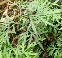 small shrubs of Artemesia absinthium with small green leaves grow in field