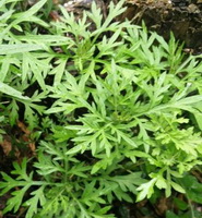 shrubs of Artemesia absinthium grow in field
