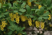 flowering plants of Berberis aquifolium Pursh with small yellow flower spikes and green leaves grow in field