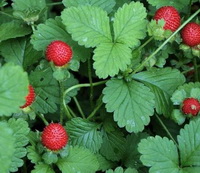 fruiting plants of Fragaria vesca with many red berries