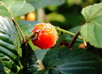 a fruiting stem of Fragaria vesca with a small red berry