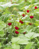 small fruiting plants of Fragaria vesca with red berries grow in field