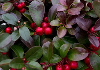 fruiting plants of Wintergreen with red Boxberry fruits and dark red green leaves
