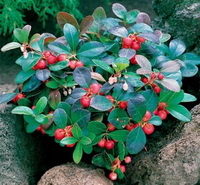 fruiting plant of Gaultheria procumbens L with small red berries grow in rock field