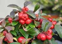 fruiting plant of Gaultheria procumbens L with red berries grow in sunny field