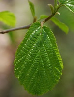 small twig of Pimpinella anisum with green leaves
