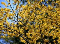 flowering tree of Pimpinella anisum with small yellow flowers