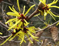 small yellow flowers of Pimpinella anisum