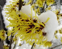 flowering branch of Pimpinella anisum grow in winter