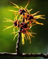 small yellow flowers of Pimpinella anisum grow on branch