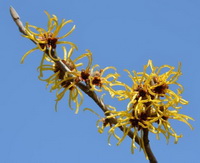 flowering branch of Witch Hazel with small yellow flowers grow on branch tip