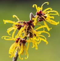 small yellow flowers of Pimpinella anisum grow on twig