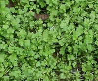 many small shrubs of Nasturtium officinale grow in field