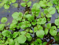plants of Nasturtium officinale with green leaves grow in water
