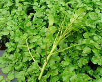 plants of Nasturtium officinale grow in field