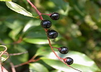 fruiting branch of Prunus serotina Ehrh with dark purple berries growing on branch