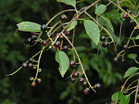 fruiting tree of Prunus serotina Ehrh with many small dark purple berries