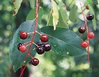 fruiting branch of Prunus serotina Ehrh with small red berries