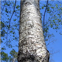 old tree of Prunus serotina Ehrh with thick trunk grow in field