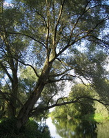 big tree of Salix alba grow in woods