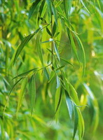 pendulous green leaves of Salix alba grow on branch