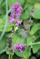 flowering plant of Stachys officinalis with purple flower spikes and green leaves grow in sunny field