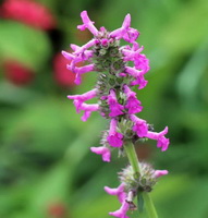purple flower spike of Stachys officinalis in sunny field