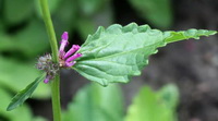 green leaves and small purple flower of Stachys officinalis