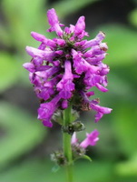 purple flower spike of Wood Betony:bishopwort