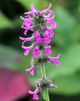 purple flowers of Stachys officinalis