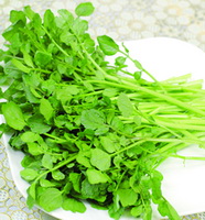 fresh green herbs of Watercress in a plate