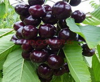 a cluster of dark purple wild cherry fruits grow on branch with green leaves