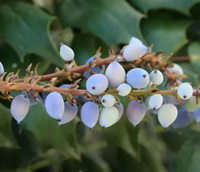 light blue fruits of Wild Oregon Grape:Rocky Mountain grapes grow on branch
