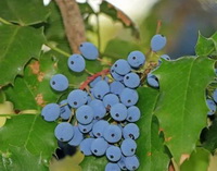 blue fruit berries of Wild Oregon Grape,Rocky Mountain grape berries grow on branch with green leaves