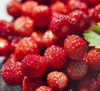 many red fruits of Wild Strawberry,Mountain Strawberry
