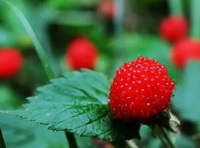 red fruit berries of Wild Strawberry grow on stem top with dark green leaves