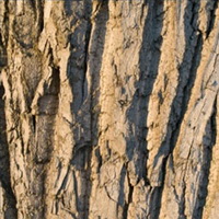 brown willow bark