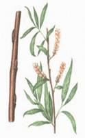 a colorful drawing of Salix alba,brown stem,green leaves and flower spikes