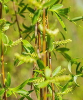 flowering willow branches with green flower spikes
