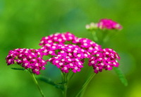 pink flowers of Achillea millefolium