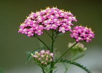 pink flower spikes of Achillea millefolium