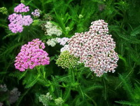 flowering plant of Achillea millefolium with pale white,green and pink flower spikes