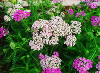 flowering plants of Achillea millefolium with pink,white,light green flower spikes