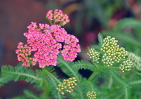 Yarrow