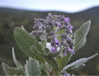flowering plant of Eriodictyon californicum with pink small flowers
